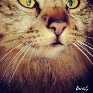 Meet your Posher, Beverly